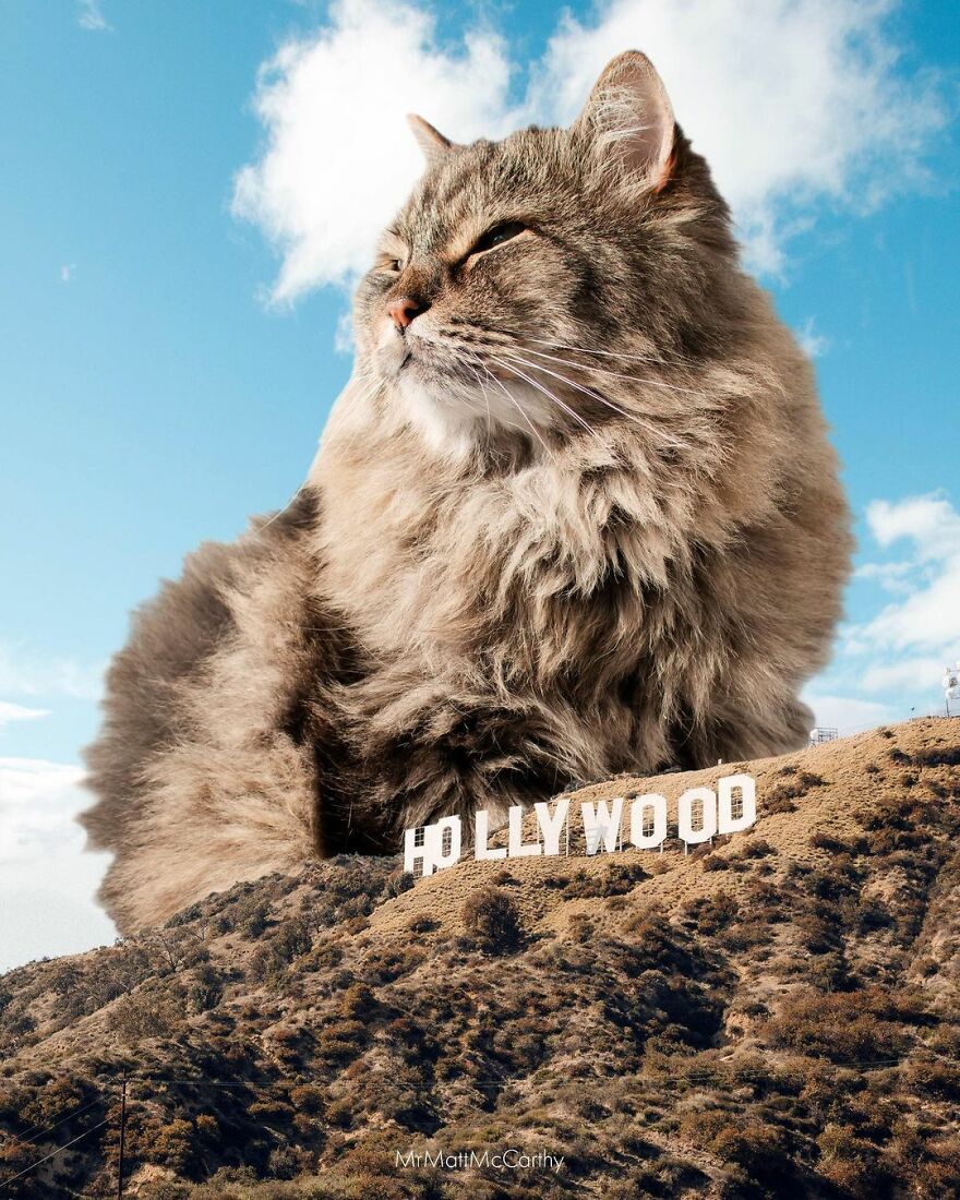 Artist Shows What It Would Be Like If The World Were Inhabited By Giant Cats (92 New Pics)