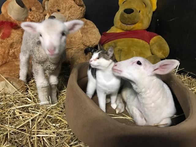 cat and lambs