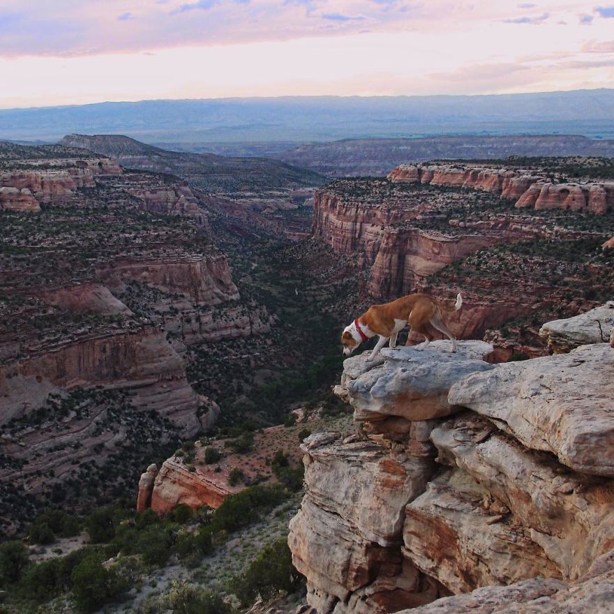 This Cat And Dog Love Travelling Together, And Their Pictures Are Absolutely Epic