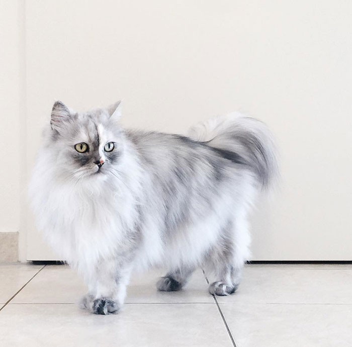 Encountering Alice: The Remarkable Feline with Stunning Marble-Like Fu