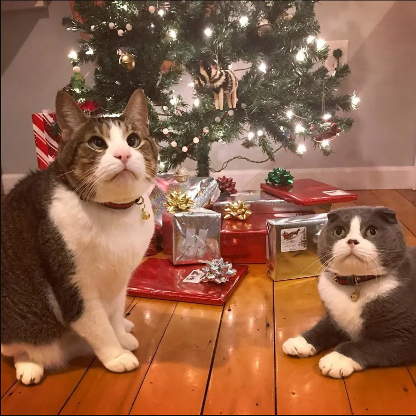 A Cat with Crossed Eyes Bonds with a Rescue Feline for a Heartwarming Holiday Season