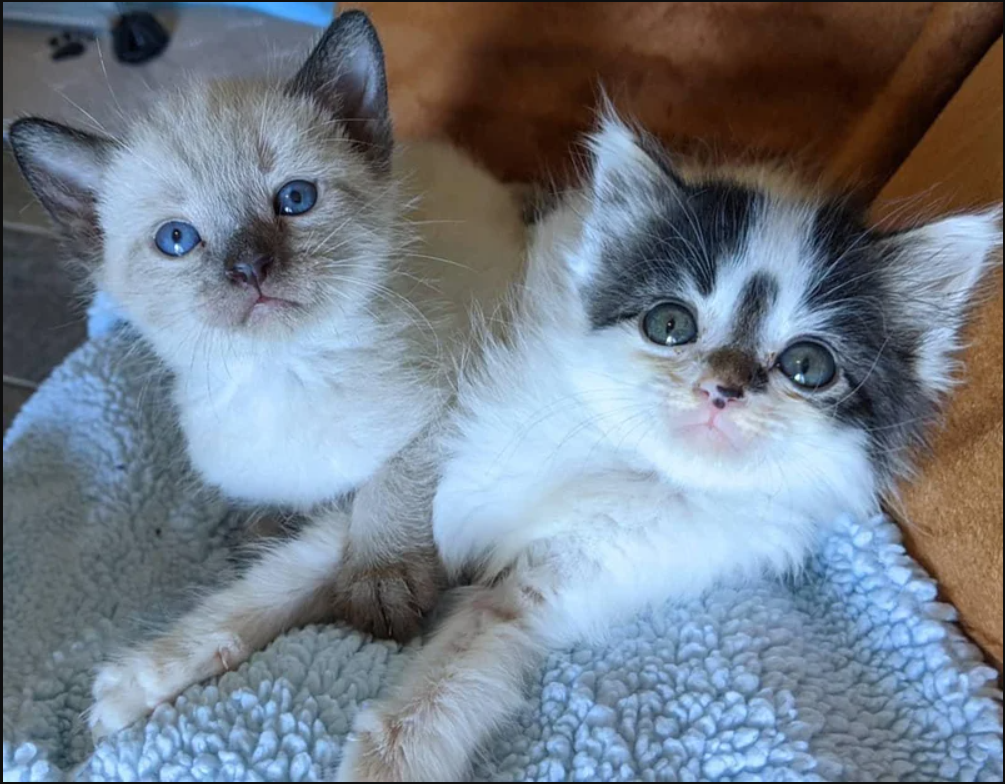 The family was won over by Kitten from the Yard, who also persuaded them to adopt his best friend.