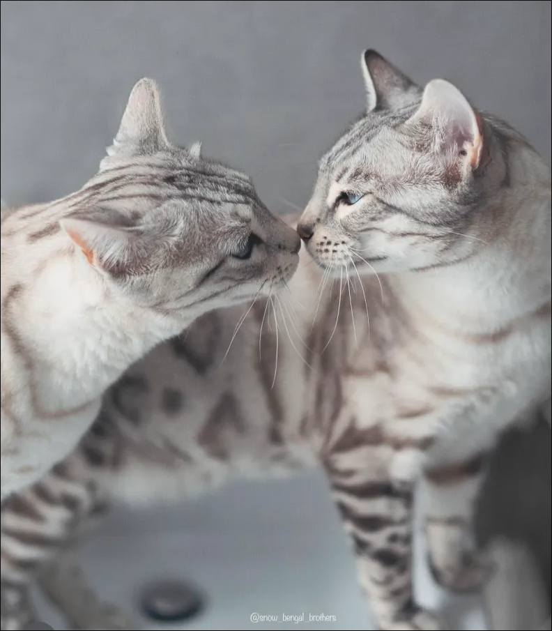 Whispers in the Snow: An Extraordinary Tale of Affection Between Snow Bengal Cats