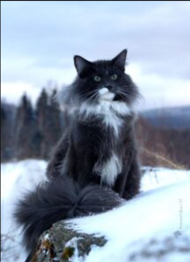 The Mysterious Elegance of the Black Norwegian Forest Cat