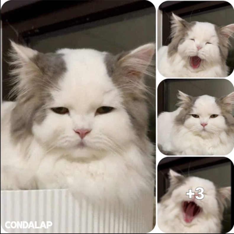 Meet Happy the Cat: The Feline Celebrity with a Unique Hairdo