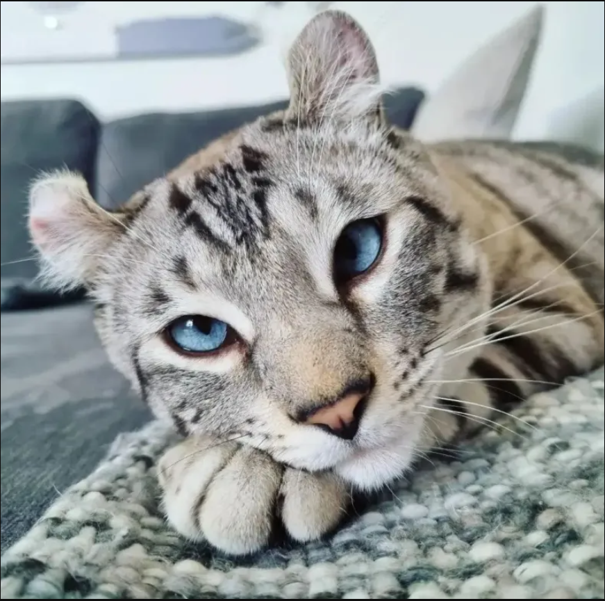 Charming cat with unique ears and paws, irresistible charm that has attracted millions of people worldwide