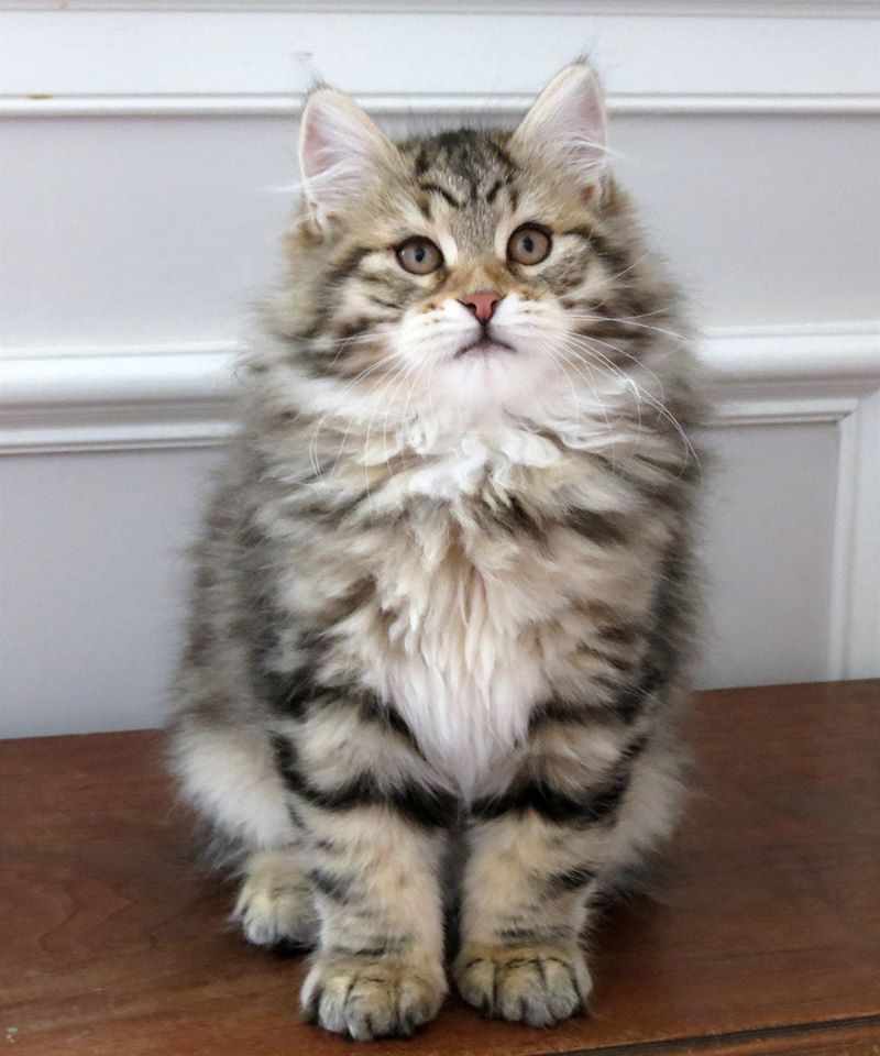 Meet Katty: The Beautiful Furry Cat Taking Instagram by Storm