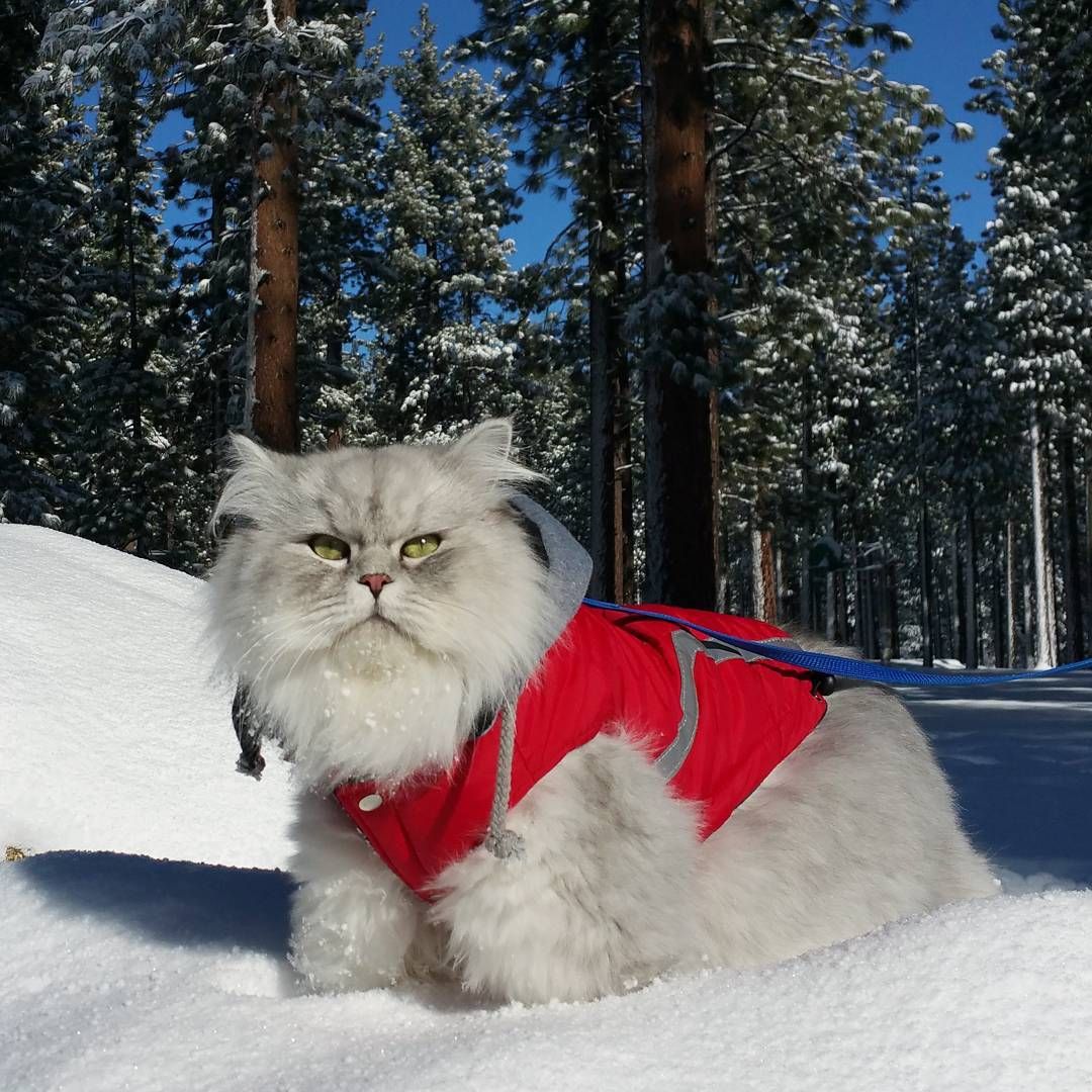 Gandalf’s Epic Adventures: The Fearless Feline Globe-Trotter