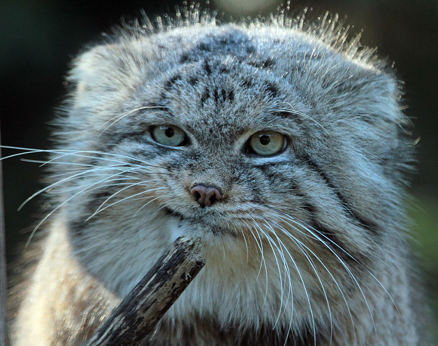 The Enigmatic Manx Cat: A Study in Feline Expression