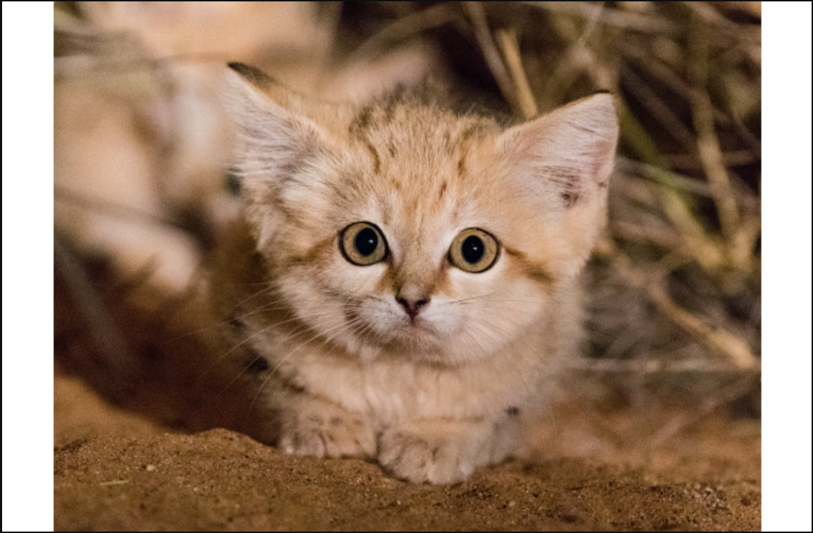 Unveiling the Enigmatic Saharan Sand Cat: A mighty miniature Hunter