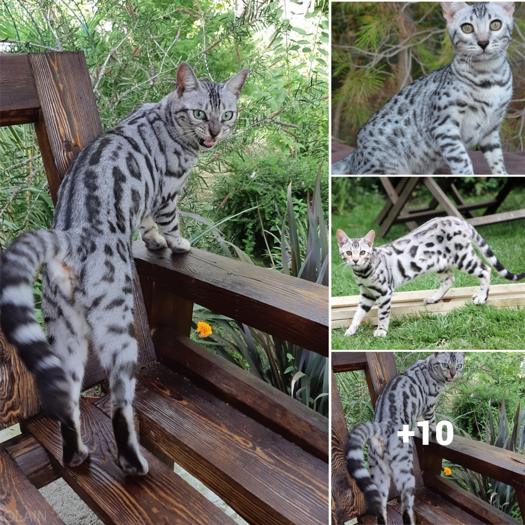 Meeting Mr. Snow: The Beautiful and Famous Bengal Cat with Millions of Social Media Followers.thi