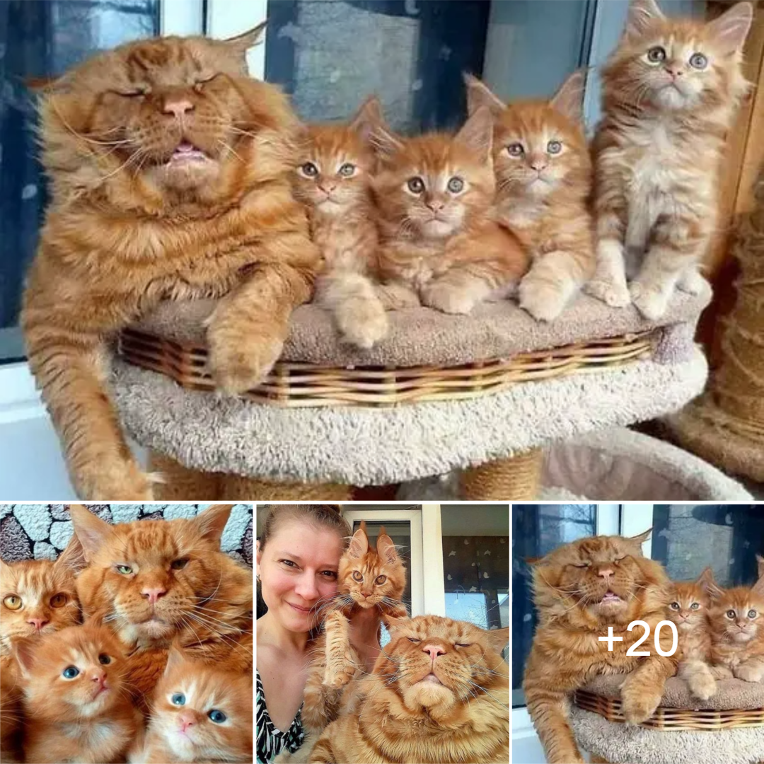 Encountering the famous Main Coon cat family on social media, many people exclaim “This is a happy family”.