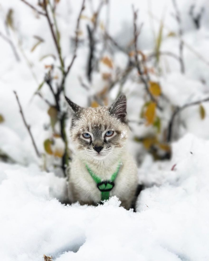 This Cat And Dog Love Travelling Together, And Their Pictures Are Absolutely Epic