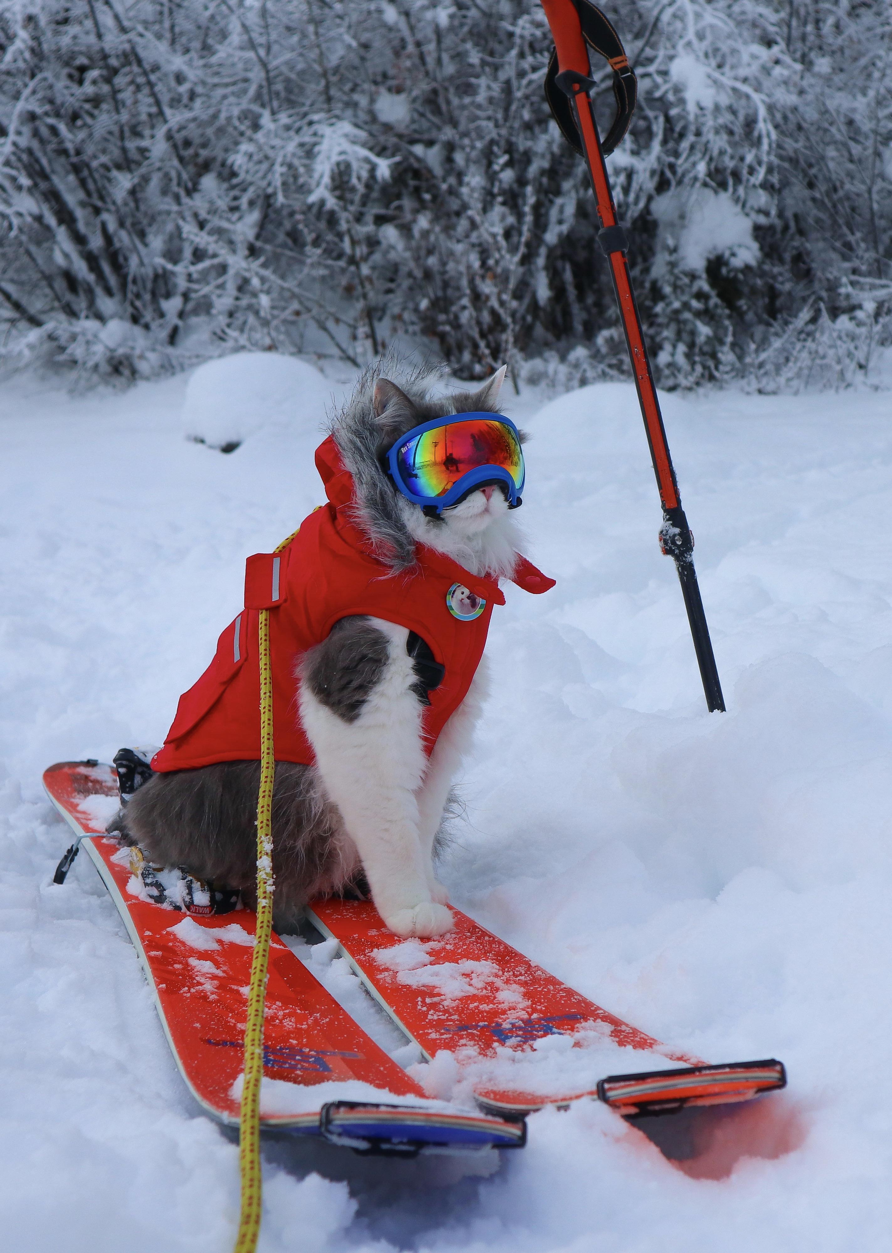 Gary seems to have misunderstood the concept of “Cat Skiing” : r/skiing