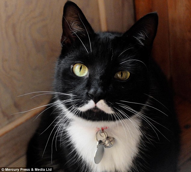 The Dictator: Norwegian cat Meowseph Stalin is set to become an internet celebrity