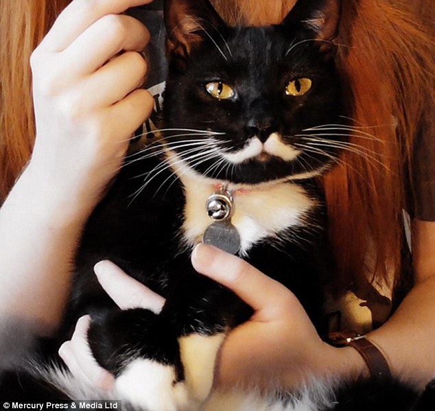 'I'm Stalin, but you can call me Meowseph': Stalin the cat is a fan of causing mayhem and mischief, and rules Anne Sofie's house with an iron paw