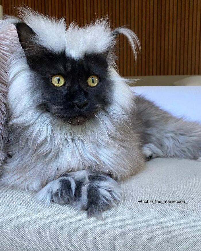 Meet Richie, The Maine Coon Cat Gone Viral On Social Media