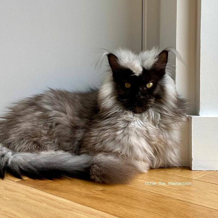 Meet Richie, The Maine Coon Cat Gone Viral On Social Media