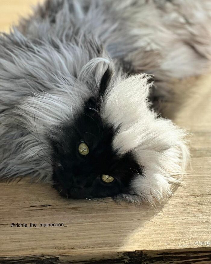 Meet Richie, The Maine Coon Cat Gone Viral On Social Media