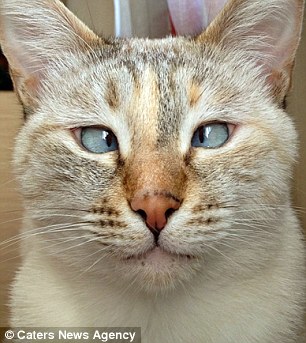 Muni (pictured), 3, was most likely abandoned by her previous owner because of her cross-eyed appearance