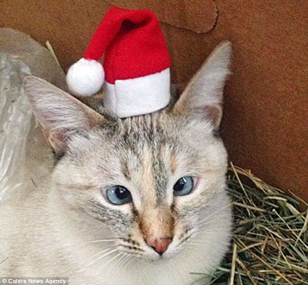 Muni the cross-eyed Siamese cat wears a Christmas hat while relaxing at home during the festive season