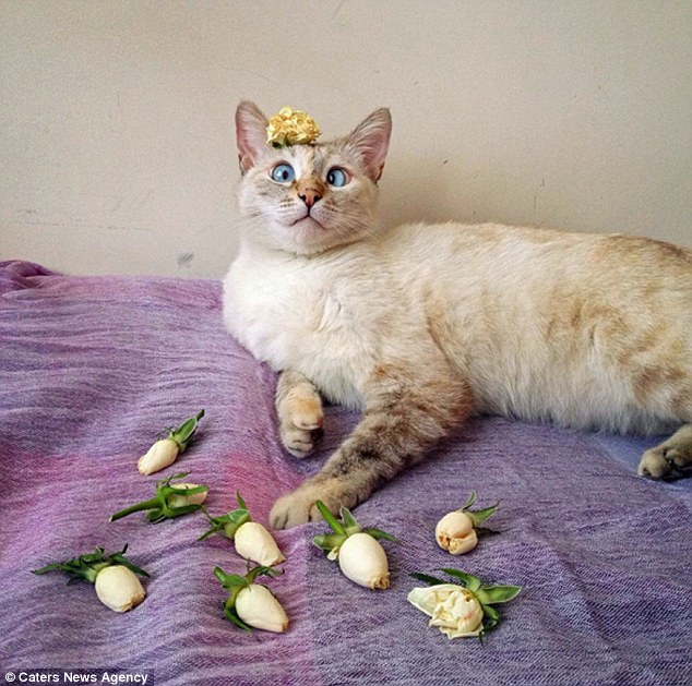 Muni lies on a bed with a flower on her head in this adorable photograph, taken by her owner