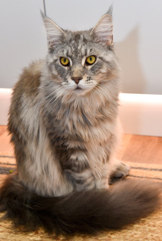 Tammy Brewin, 14, from Worcester with her giant Maine Coon cat Murphy, aged 1.