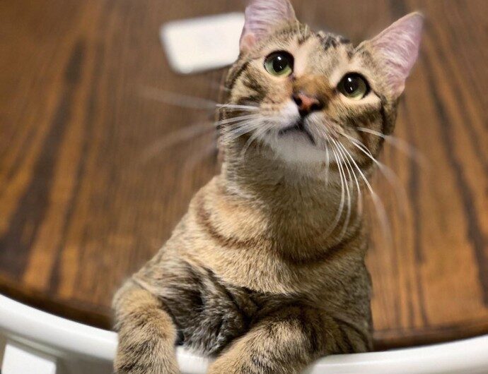 Meet Chestnut, The Cat From The “Dad Joke” Meme The Internet Has Fallen In Love With