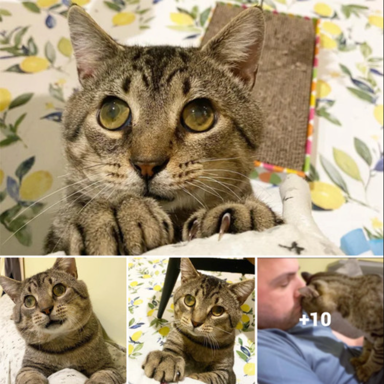 Big-Eyed Kitty Yearns for Affection and Dreams of Finding a Forever Home