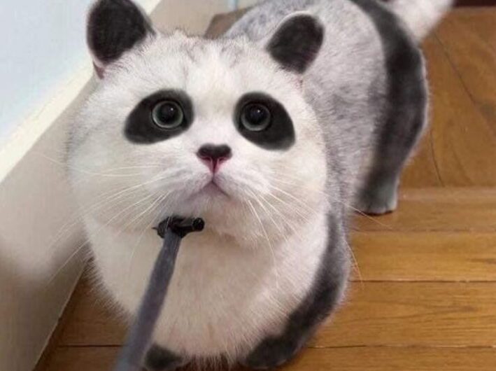 Snuggle Up with the Incredibly Unique Panda Cat