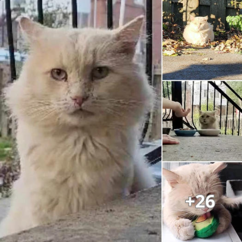 Couple Finds Lonely Cat in the Neighborhood: After Months of Gaining Its Trust, the Cat Is Finally Ready for a New Beginning.