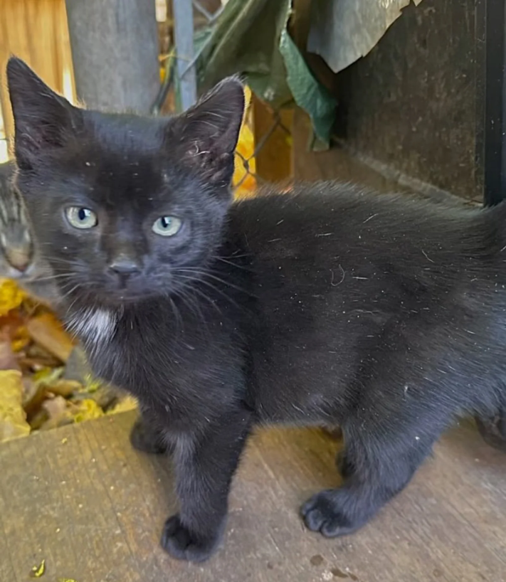 Cranberry the Kitten’s Journey: From Street Life to Snuggling on a Cozy Bed, Her Wish Comes True.