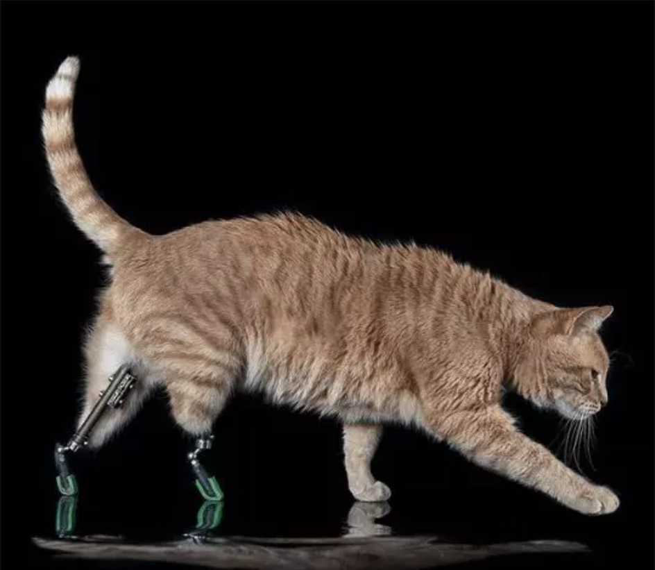 Vituzzo’s Journey: Navigating Life on His Prosthetic Legs as a Ginger Cat