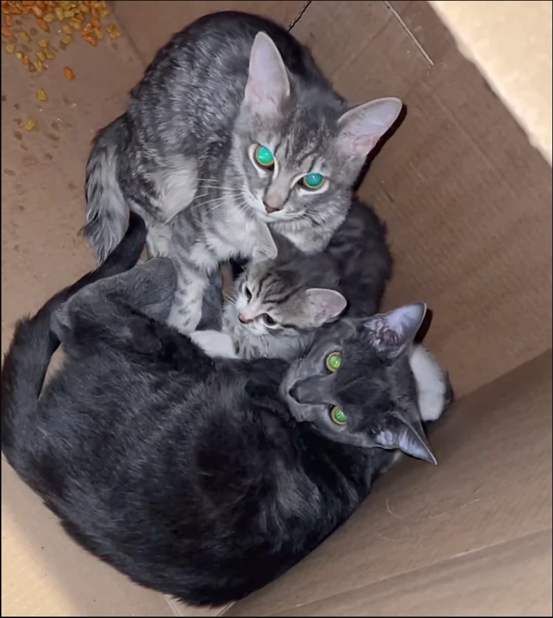 Good Samaritans Rescue Feline Family: Three Cats’ Selfless Care Sparks Community Compassion