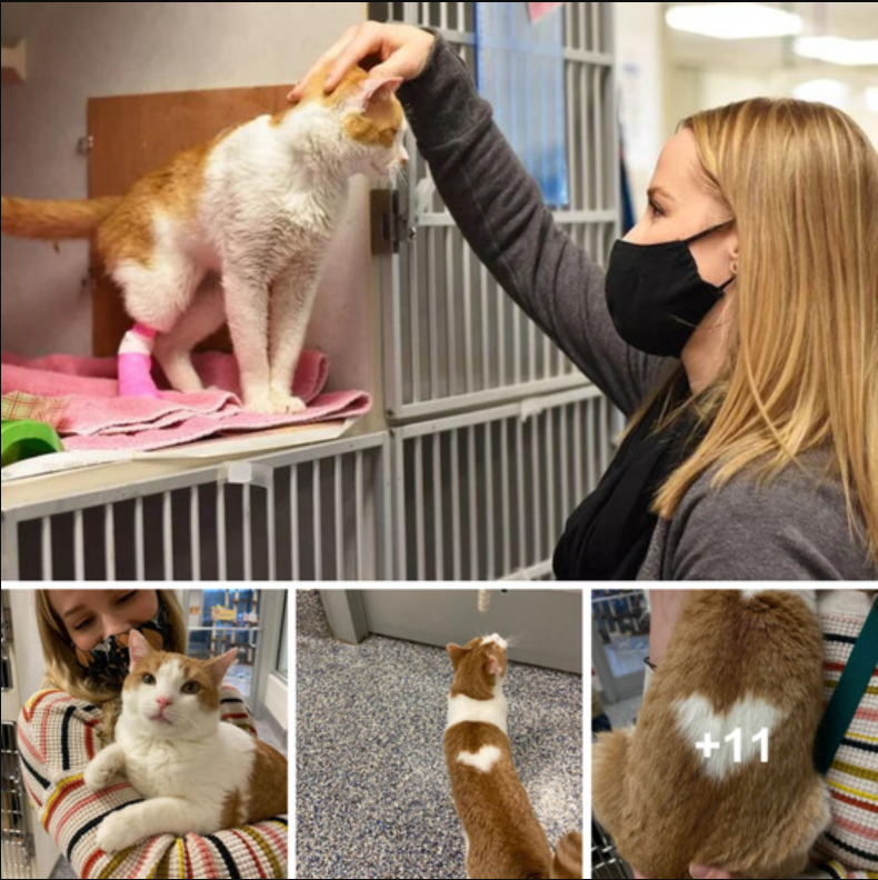 Cat Seeking Loving Family and Wearing a Perfectly Shaped Heart on His Back