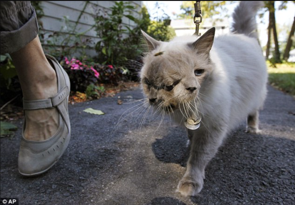 Farewell to the Remarkable Two-Faced Feline: Cancer Takes Guinness World Record Holder at 15