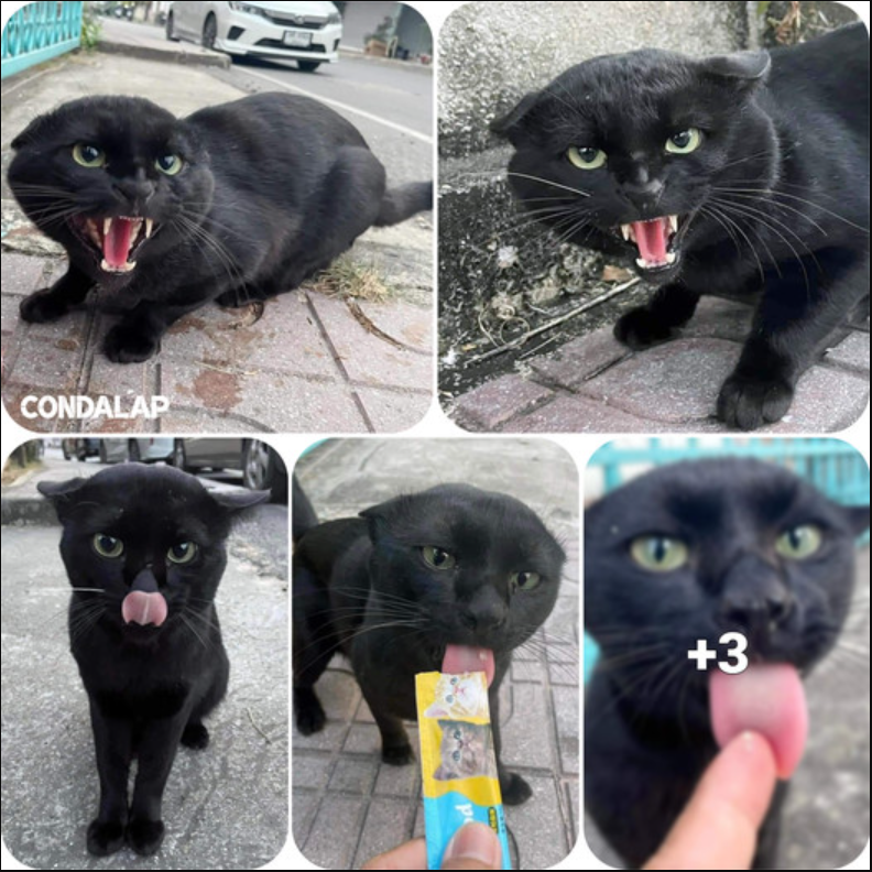 Street Cat’s Surprising Reaction to Being Given Food