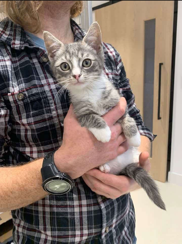 One Lucky Kitten Gets Purrfect Happy Ending Thanks To FDNY Firefighter