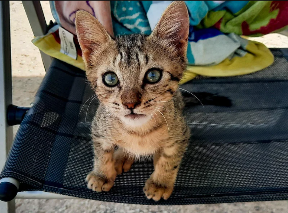 Kitten Bounds Up to Couple on Beach, Requests to Join Their Journey