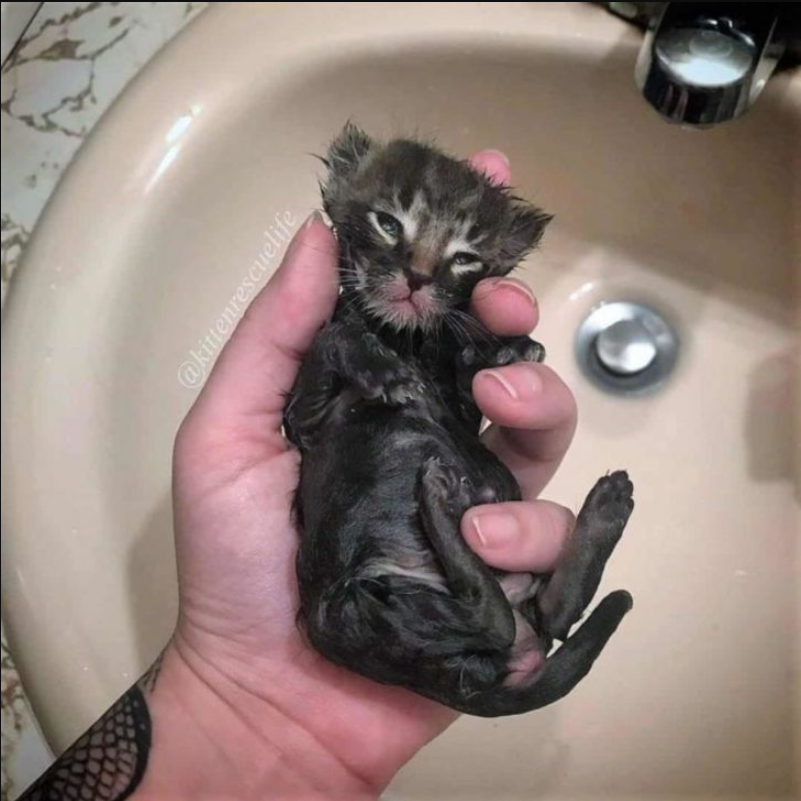 From Freezing and Alone to a Bundle of Joy: Rescued Two-Week-Old Kitten Finds Happiness