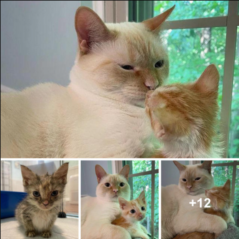 Rescued Kitten Forms Tight Bond with Family Cat, Becomes Stage Five Clinger