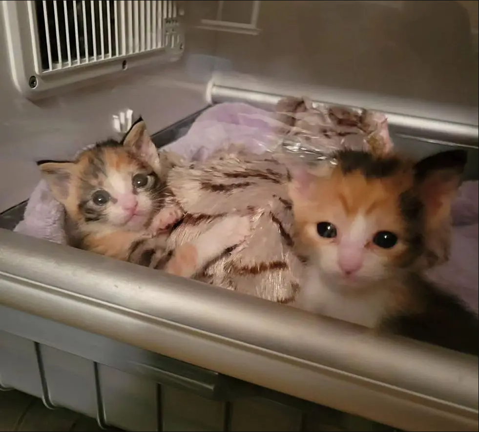 Kittens Found When Someone Heard Their Cries, One of Them Significantly Smaller but Shows She Can Do Anything