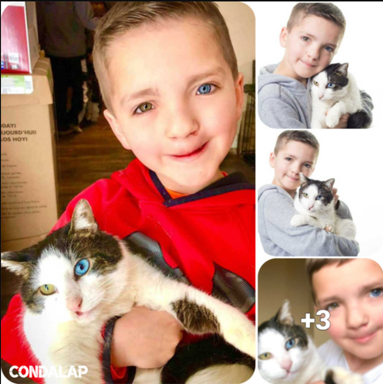 Rescued Cat Finds Companion in Boy with Cleft Lip and Heterochromia