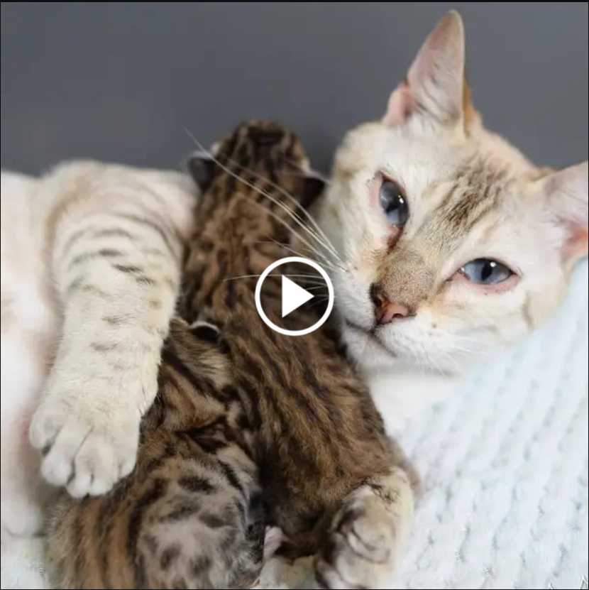 Joyful Relief as Last Two Kittens are Rescued by Happy Cat