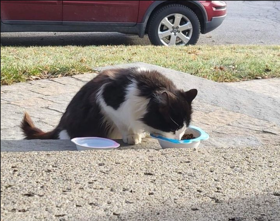 A cat waits for food outside a guy’s house