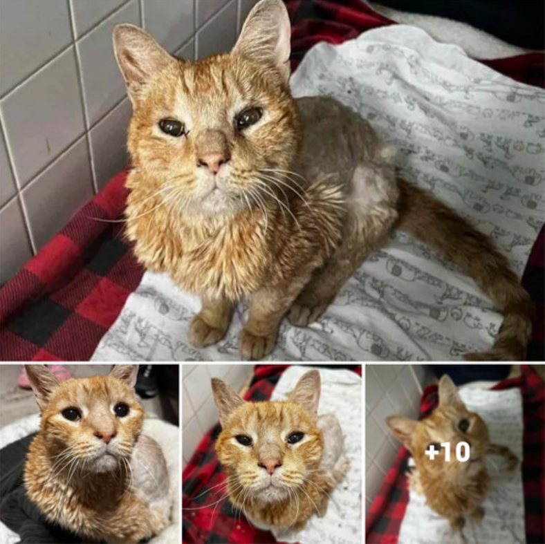 A Heartwarming Tale: Transformation of an Elderly Cat Rescued from Abandonment by a Compassionate Neighbor