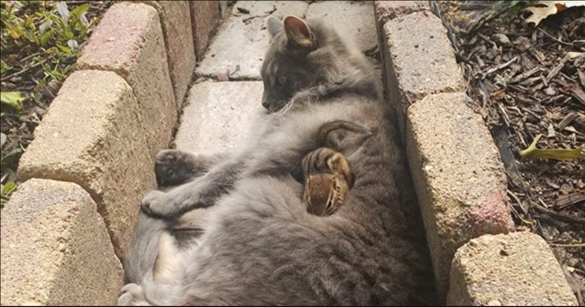 Cat Befriends a Chipmunk and Spends all day Cuddling with it! Animals are nicer than most people! ❤️🐾