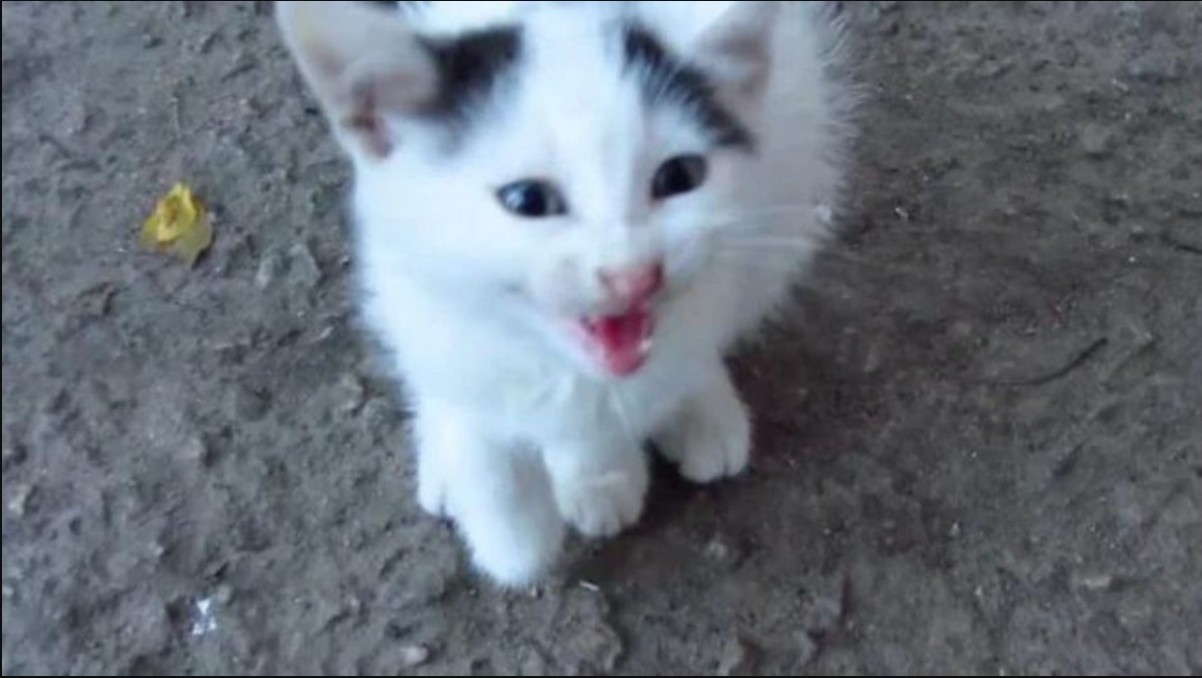 Stray Kitten With A Broken Paw Comes To A Man Meowing For Help