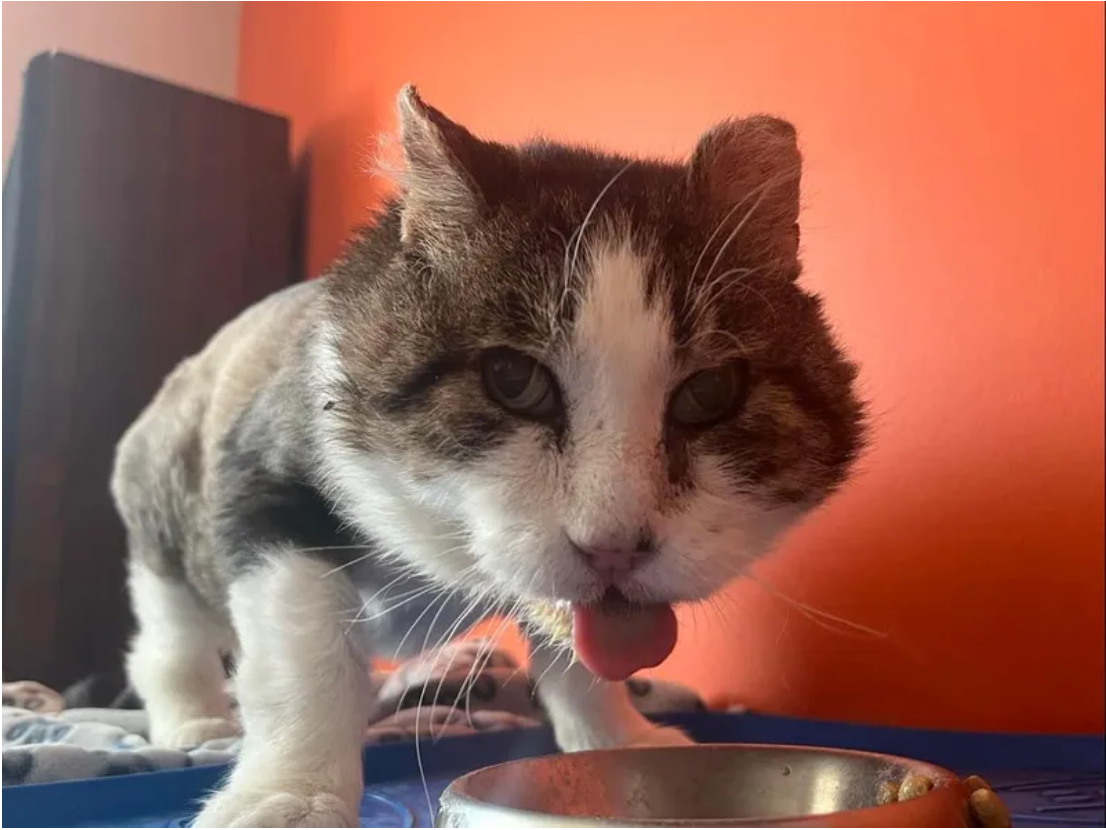 Delighted Feline Finds Comfort on a Couch After Years of Living Under the Stairs