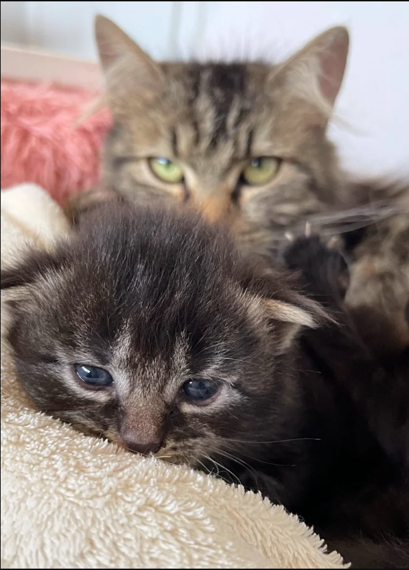 Cat Spotted on Rooftop Carrying Tiny Kittens